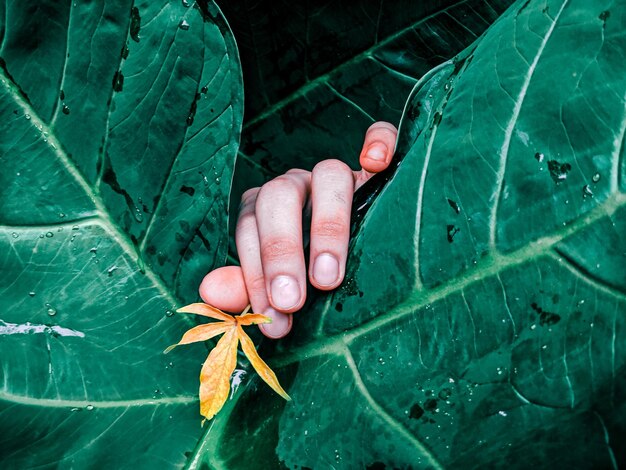 Photo close-up of hand holding leaves