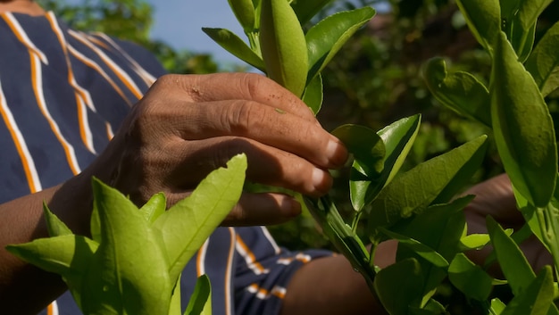 Foto close-up di foglie tenute in mano