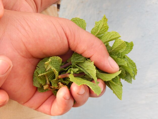 Close-up of hand holding leaves