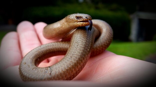 Photo close-up of hand holding lizard