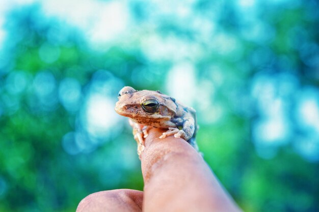 Foto close-up di una lucertola che tiene la mano