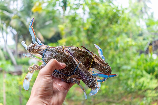 Close-up of hand holding a lizard