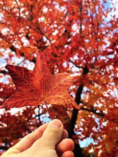Close-up of hand holding maple leaf against tree