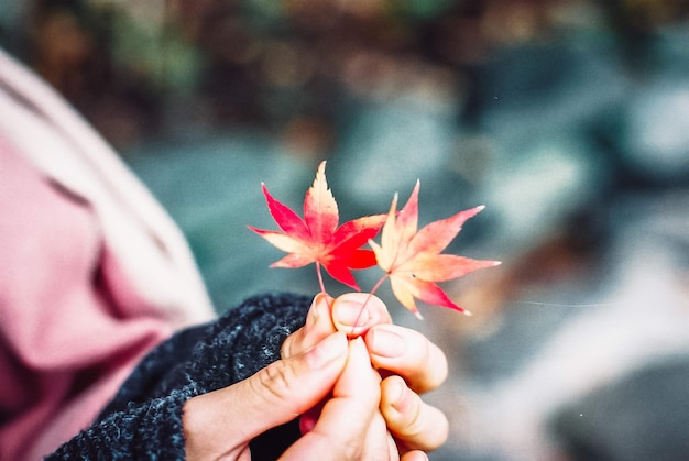 가을 에 메이플 잎 을 들고 있는 손 의 클로즈업