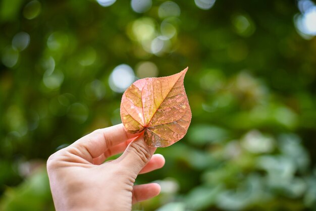 Foto close-up di una mano che tiene una foglia d'acero