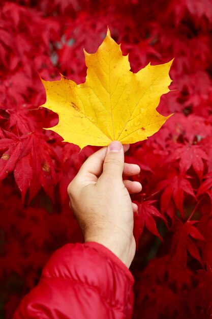 Photo close-up of hand holding maple leaf