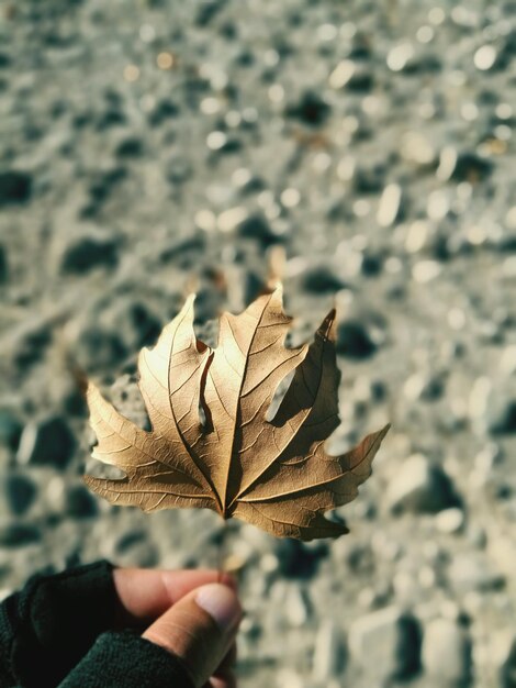 Foto close-up di una mano che tiene una foglia d'acero