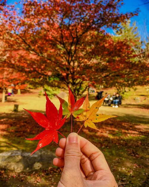 Close-up of hand holding maple leaves during autumn