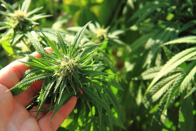 Foto close-up di una pianta di marijuana tenuta in mano