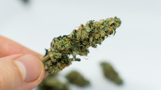 Foto close-up di una mano che tiene la marijuana