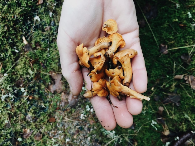 Photo close-up of hand holding mushrooms