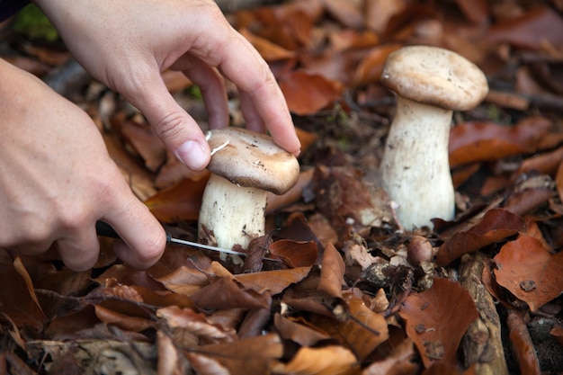 Photo close-up of hand holding mushrooms