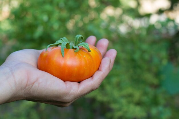 Close-up of hand holding orange