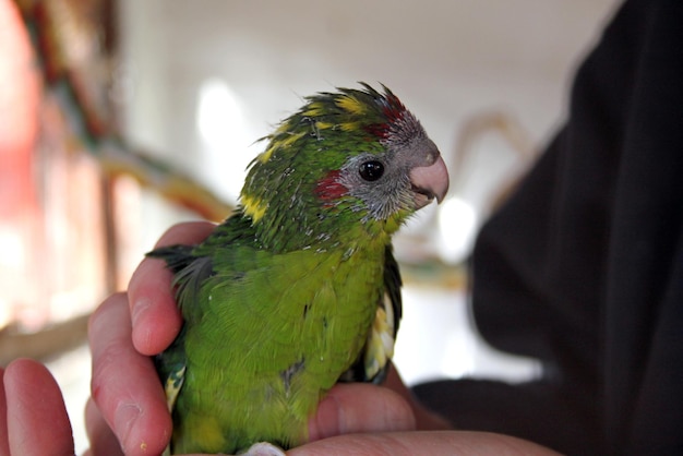 Foto close-up di un pappagallo che tiene la mano