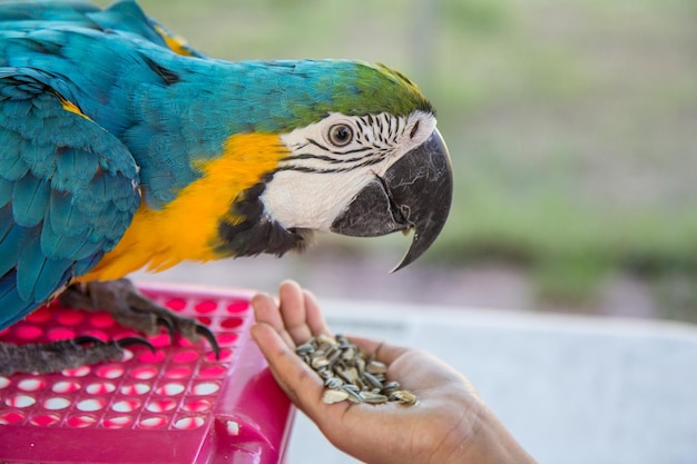 Close-up of hand holding parrot