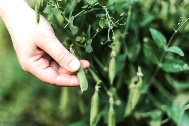 close-up of hand holding peas