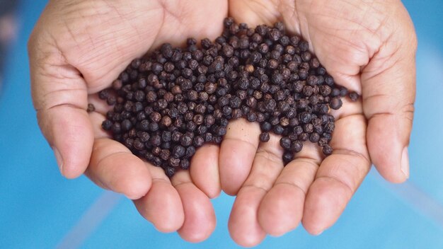 Close-up of hand holding pepper