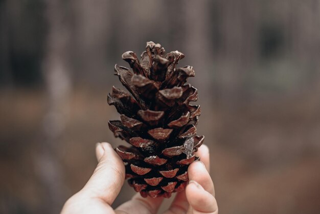 Close-up of hand holding pine cone