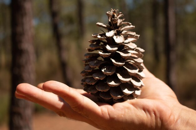 Close-up of hand holding pine cone