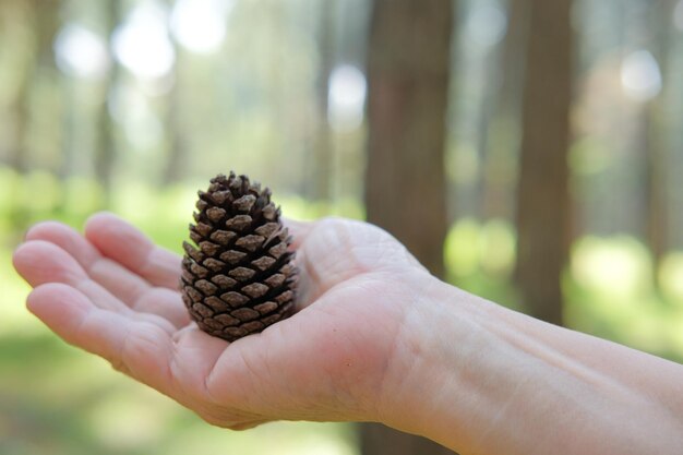 Foto close-up di una mano che tiene una conia di pino