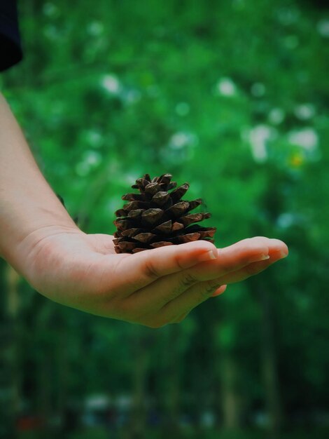 Photo close-up of hand holding pine cone