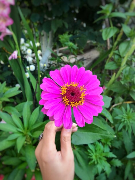 Close-up of hand holding pink flower