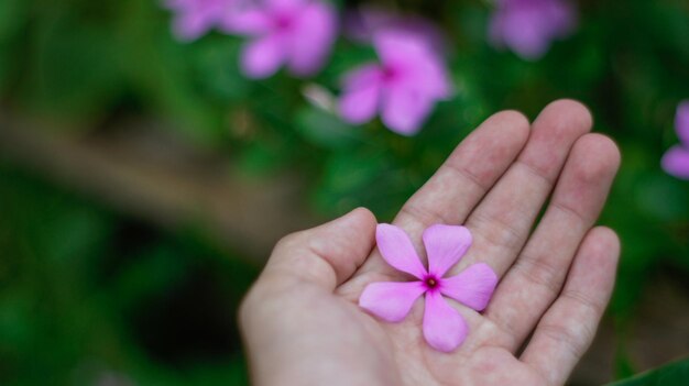 ピンクの花を握っている手のクローズアップ