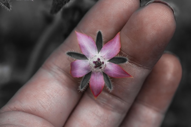 Photo close-up of hand holding pink flower