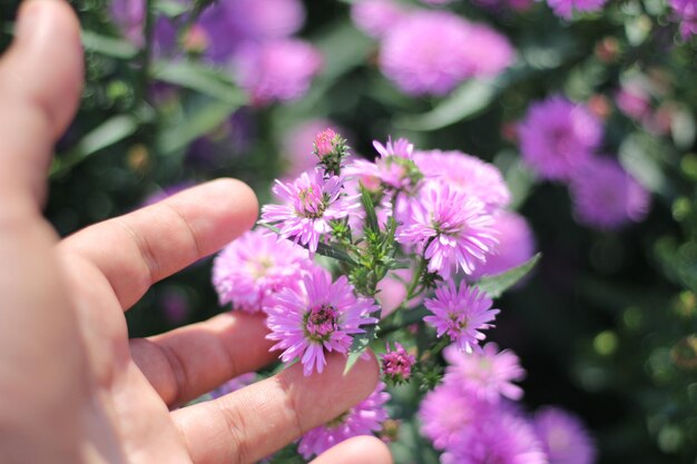 Foto close-up di una pianta a fiori rosa tenuta in mano