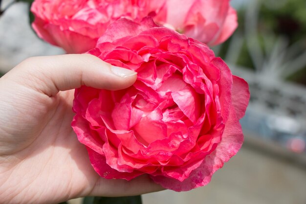 Foto close-up di una mano che tiene un fiore di rosa rosa