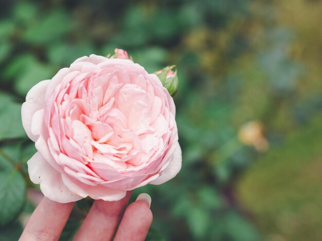 Close-up of hand holding pink rose