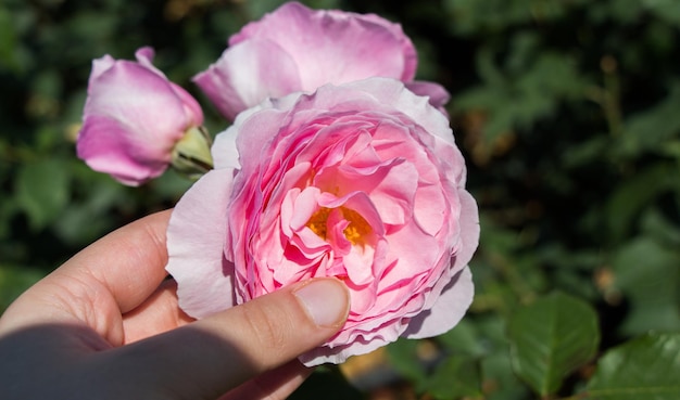 Foto close-up di una mano che tiene una rosa rosa