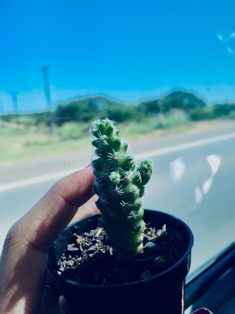 Close-up of hand holding plant against sky