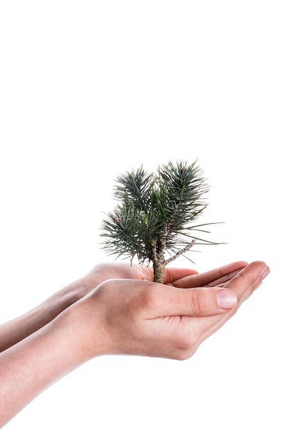 Photo close-up of hand holding plant against white background