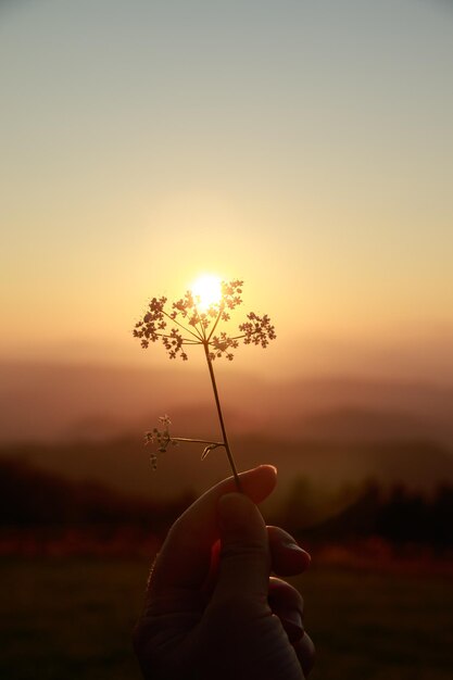 Foto close-up della pianta a mano durante il tramonto