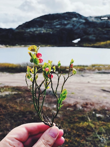 Foto prossimo piano dell'impianto a mano a terra