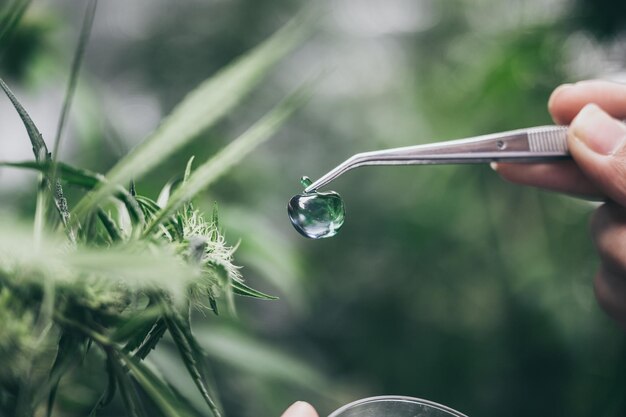 Photo close-up of hand holding plant