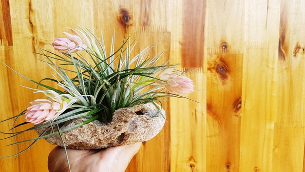 Close-up of hand holding plant