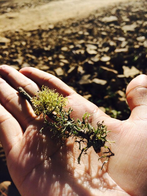 Close-up of hand holding plant