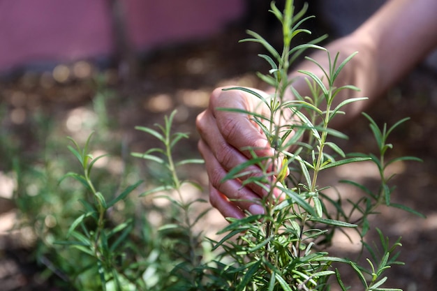 Photo close-up of hand holding plant