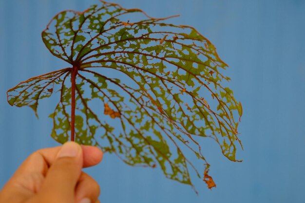 Photo close-up of hand holding plant