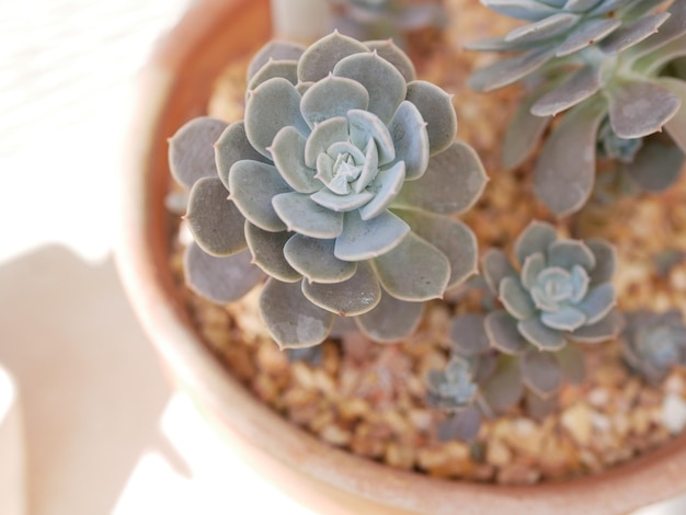 Close-up of hand holding plant