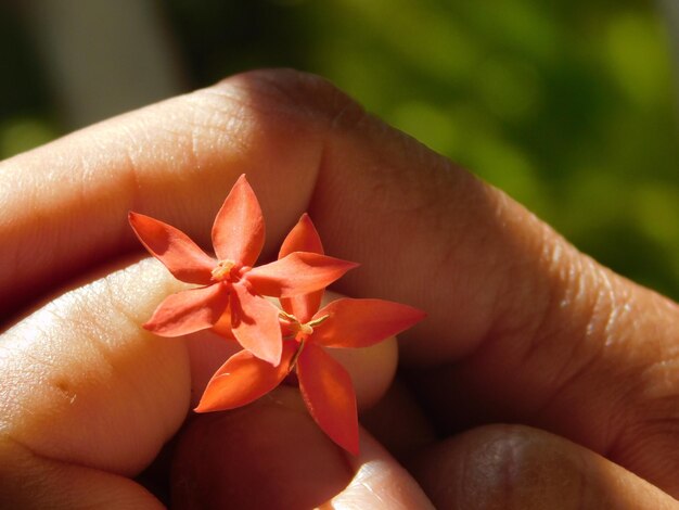 Close-up of hand holding plant