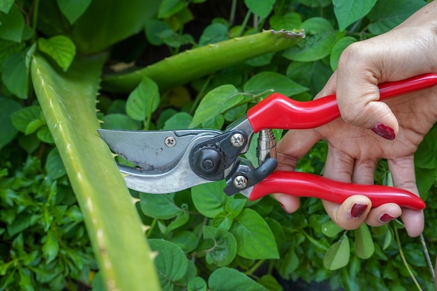 Close-up of hand holding plant