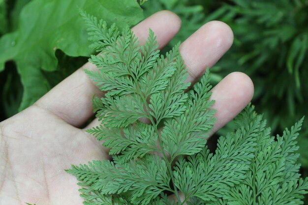 Photo close-up of hand holding plant