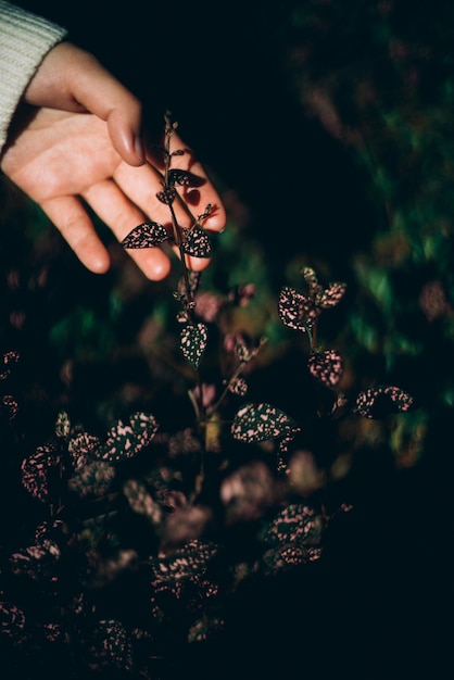 Photo close-up of hand holding plant