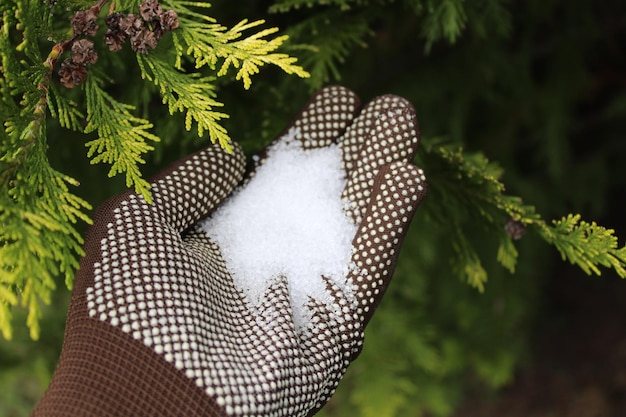 Photo close-up of hand holding plant