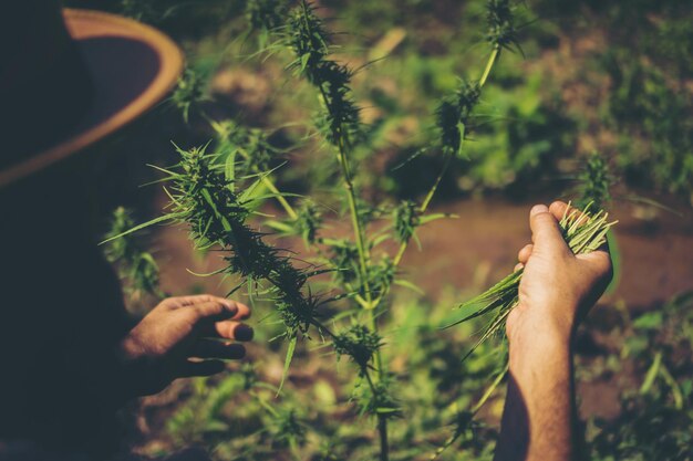 Photo close-up of hand holding plant