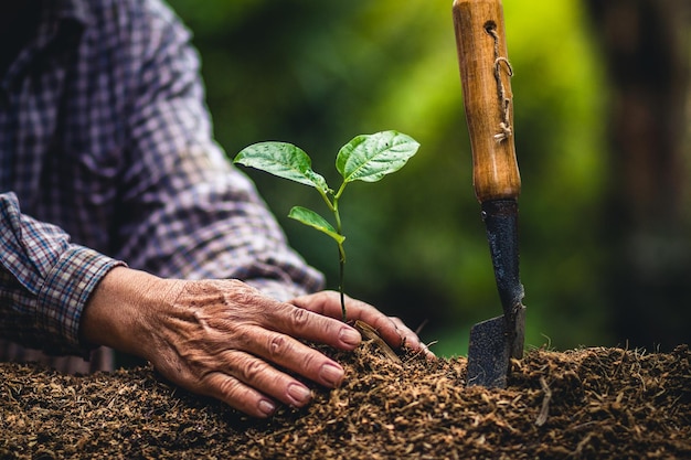 close-up of hand holding plant