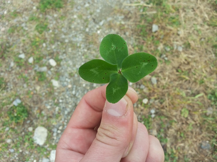 Photo close-up of hand holding plant